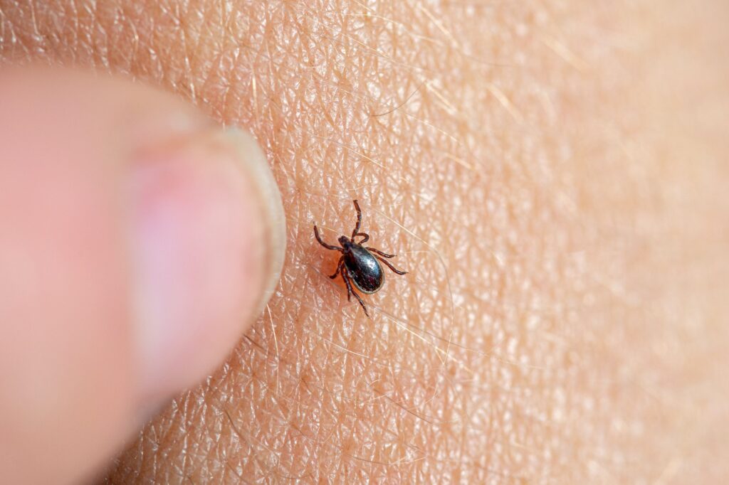 Brown tick on a human skin