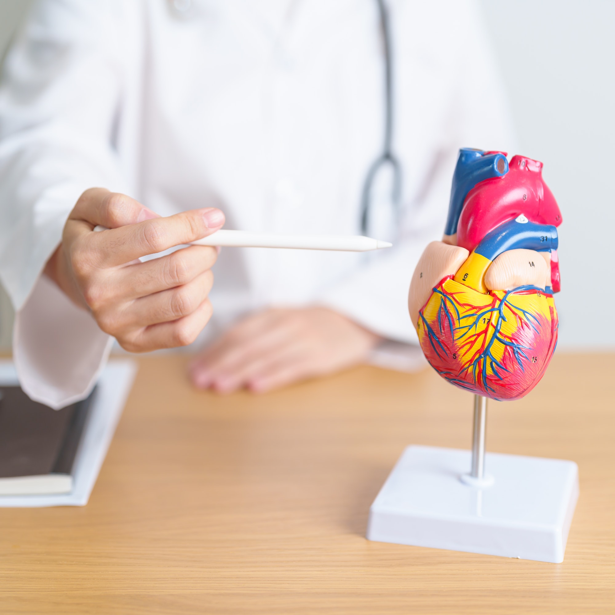 Doctor with human Heart anatomy model.